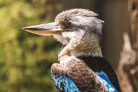 bird, animal, blur, colourful thumbnail