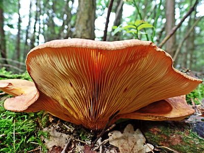 closeup photo of orange mushroom thumbnail