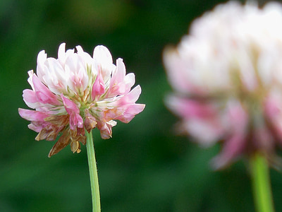 pink and white clover flower thumbnail