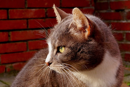 close-up photo of short-fur brown cat thumbnail