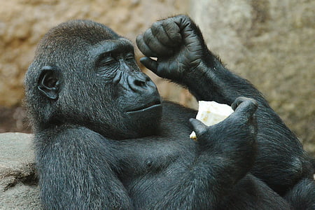 orangutan holding food thumbnail