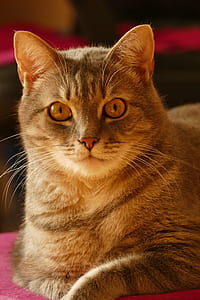 brown fur cat on red textile thumbnail