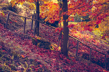 Trees and leaves in forest autumn colour tones thumbnail