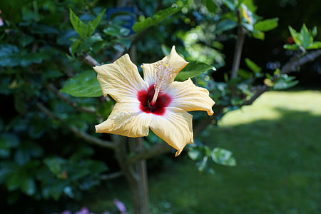 yellow and white flower thumbnail