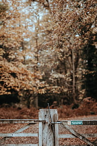 selective focus photo of brown wooden post thumbnail