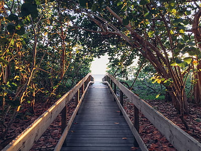 Black Pathway Between Green Trees Towards Body of Water during Daytime thumbnail