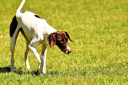 adult brown and white English pointer on green grass taken at daytime thumbnail