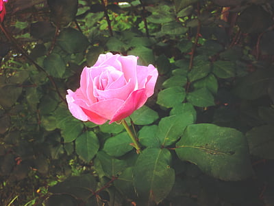 pink rose flower thumbnail