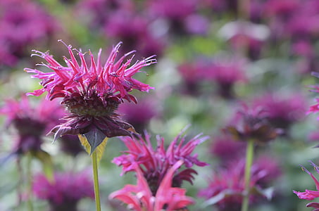 selective focus photo of red bee-balm flowers in bloom thumbnail