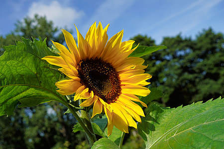 shallow focus photography of yellow sunflower thumbnail