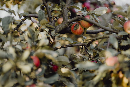 Red apples on a tree in the garden thumbnail