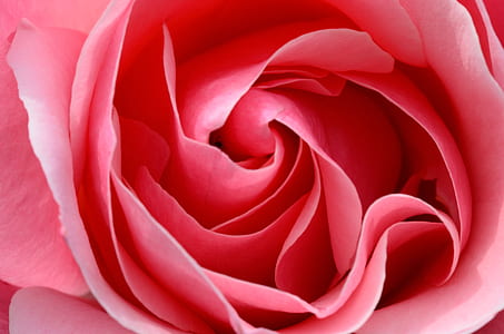 pink rose thumbnail