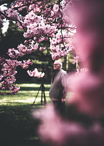 man under cherry blossom tree thumbnail