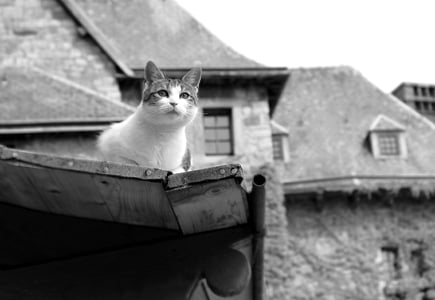 grayscale photography of tabby cat on house roof thumbnail