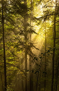landscape photography of sun rays over trees thumbnail