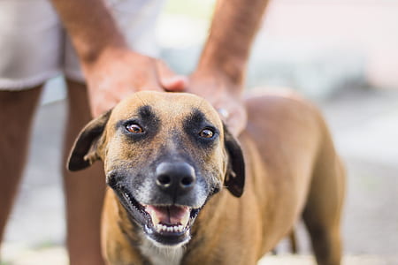 shallow focus of short-coated brown dog thumbnail