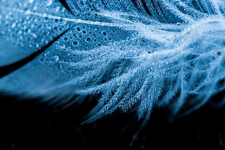 texture, wet, feather, close-up thumbnail