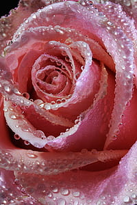 red rose flower thumbnail