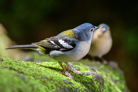 blue and white bird thumbnail