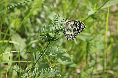 selective focus photography of white and black paperkite butterfly perched on green leafed plant thumbnail