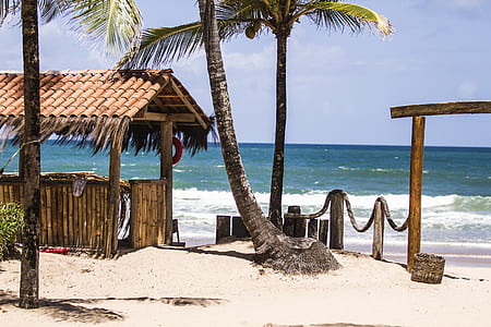 coconut trees near brown hut and shoreline at daytime thumbnail