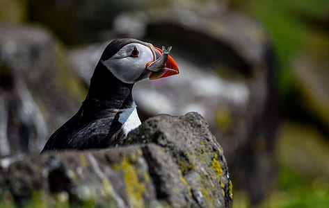 white and black bird on rock thumbnail