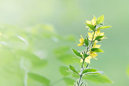 green and yellow leaf plant photography thumbnail