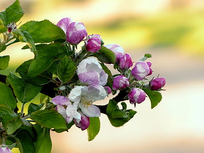 pink-and-white tree blossoms thumbnail