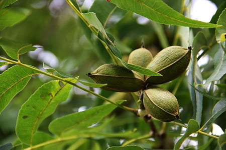 shallow focus photography of green fruit thumbnail