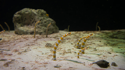 group of coral snakes thumbnail