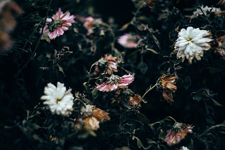 assorted-color flower lot at daytime thumbnail
