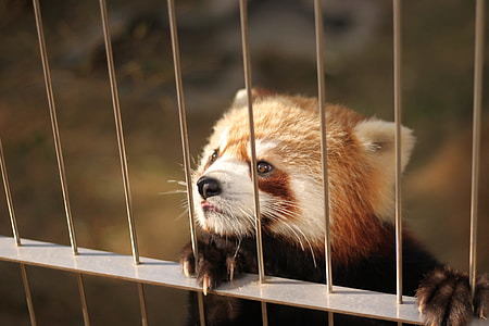 red panda thumbnail