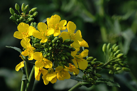 Oilseed Rape, Rape Blossom thumbnail