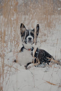 short-coated black and white puppy lying on the snow thumbnail