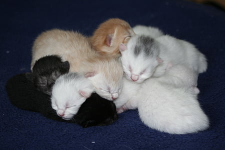 white and black kittens thumbnail