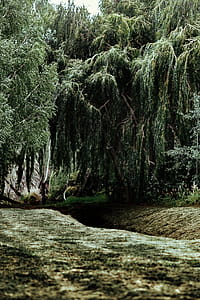 River reflection in the middle of the forest thumbnail