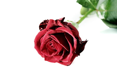 close-up photo of red rose thumbnail