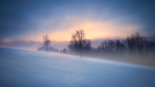 bare trees beside lake thumbnail