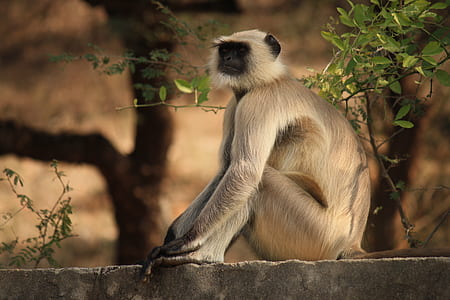 Depth of Field of Gray Langur Sitting on Gray Concrete Surface Near Green Leaf Plant thumbnail