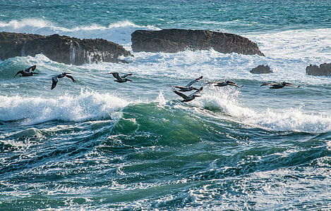 black birds on beach during daytime thumbnail