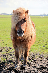 closeup photo of brown foal at green grass field thumbnail