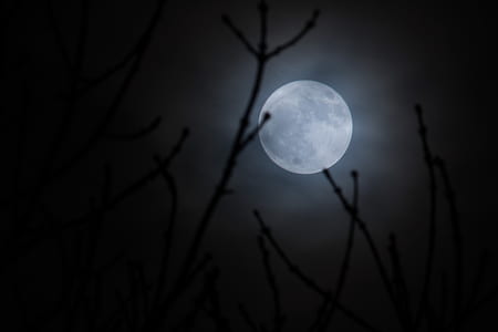 twigs under full moon thumbnail