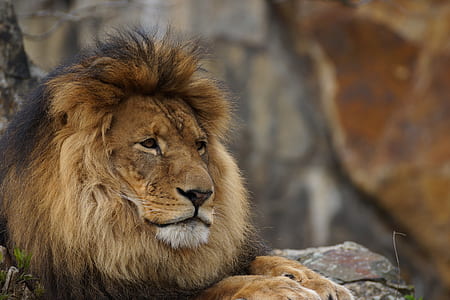 Lion laying on stone thumbnail