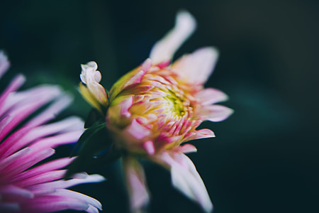photo of pink petaled flowers thumbnail