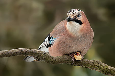 selective focus photography of Eurasian jay thumbnail