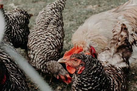 flock of chicken on ground thumbnail