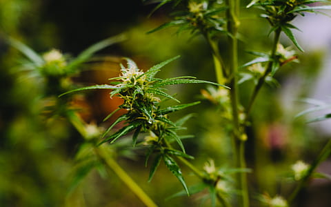 selective focus photography of marijuana plant thumbnail