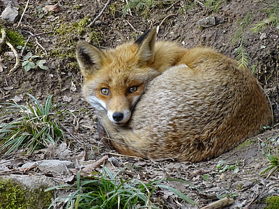 brown and white Red Fox during day  time thumbnail