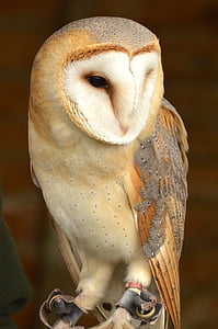 closeup photo of white and brown barn owl thumbnail