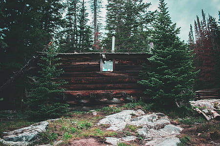 Cabin Surrounded With Green Trees thumbnail